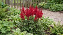 Load image into Gallery viewer, OpenPlantData Astilbe Vision Vulcano
