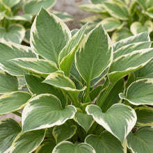 Load image into Gallery viewer, OpenPlantData Hosta Francee