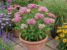 Load image into Gallery viewer, OpenPlantData Hylotelephium spectabile (Brilliant Group) Brilliant