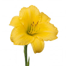 Load image into Gallery viewer, OpenPlantData Hemerocallis Big Time Happy