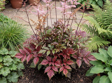 Load image into Gallery viewer, OpenPlantData Astilbe Color Flash
