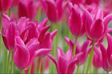 Load image into Gallery viewer, Tulip Lily Flowering Maggie Daley 91607212