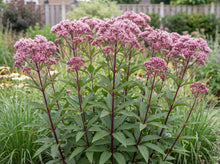 Load image into Gallery viewer, OpenPlantData Eupatorium Maculatum Gateway