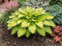 Load image into Gallery viewer, OpenPlantData Hosta Stained Glass
