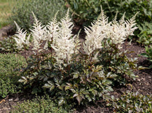 Load image into Gallery viewer, OpenPlantData Astilbe Moccachino
