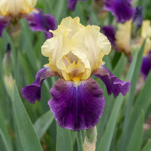 Load image into Gallery viewer, OpenPlantData Iris Jurassic Park