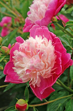 Load image into Gallery viewer, Santa Fe (Herbaceous / Mid Season)