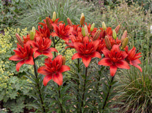 Load image into Gallery viewer, OpenPlantData Lilium Red Twin