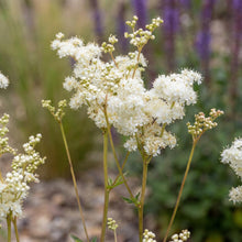 Load image into Gallery viewer, OpenPlantData Filipendula Plena