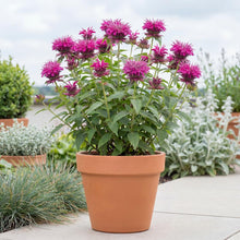 Load image into Gallery viewer, OpenPlantData Monarda Bee Free