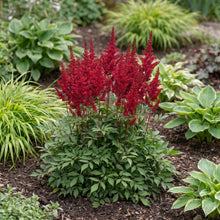 Load image into Gallery viewer, OpenPlantData Astilbe chinensis Harvandermeerrubyred
