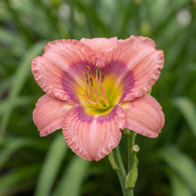 Load image into Gallery viewer, OpenPlantData Hemerocallis Rosy Returns
