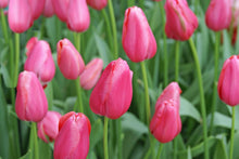 Load image into Gallery viewer, *NEW Tulip Single Late Renown 20457212