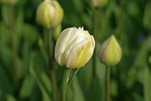 Load image into Gallery viewer, Tulip Double Mount Tacoma 26547212