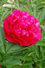 Load image into Gallery viewer, Paul M. Wild (Herbaceous / Mid Season)