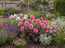 Load image into Gallery viewer, OpenPlantData Dahlia Fascination