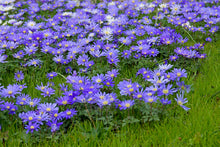 Load image into Gallery viewer, Anemone - Blue Shades 27336105