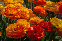 Load image into Gallery viewer, Tulip Double Late Sun Lover 23167212