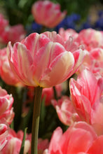 Load image into Gallery viewer, Tulip Double Early Foxtrot 56997212
