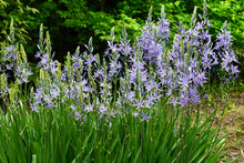 Load image into Gallery viewer, Camassia - Leichtlinii Caerulea 16775014