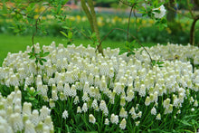 Load image into Gallery viewer, Muscari - White Magic® 44672509