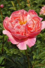 Load image into Gallery viewer, Coral Charm (Herbaceous / Early Season)