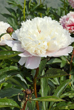 Load image into Gallery viewer, Madame Calot (Herbaceous /Early Season)