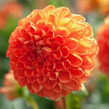 Load image into Gallery viewer, *NEW Orange Symphony Tuber