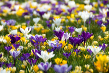 Load image into Gallery viewer, Crocus - Large Flowering Mix (Large Flowering) 28892608