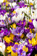 Load image into Gallery viewer, Crocus - Large Flowering Mix (Large Flowering) 28892608