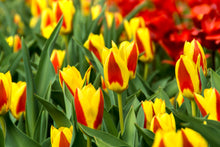 Load image into Gallery viewer, Tulip Kaufmanniana Stresa 25277212
