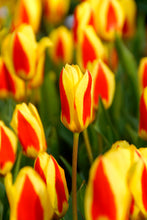 Load image into Gallery viewer, Tulip Kaufmanniana Stresa 25277212