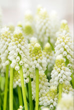 Load image into Gallery viewer, Muscari - White Magic® 44672509