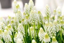 Load image into Gallery viewer, Muscari - White Magic® 44672509