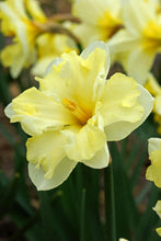 Load image into Gallery viewer, *NEW Daffodil Split Corona - Cassata 16975514