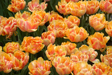 Load image into Gallery viewer, Tulip Double Early Foxy Foxtrot 48847212