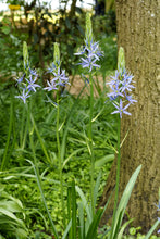 Load image into Gallery viewer, Camassia - Quamash Blue Melody 22326306