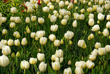 Load image into Gallery viewer, Tulip Double Mount Tacoma 26547212