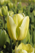Load image into Gallery viewer, *NEW Tulip Viridiflora Green Spirit 45457212