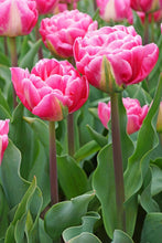 Load image into Gallery viewer, Tulip Double Late Voque 82067212