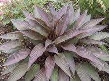 Load image into Gallery viewer, OpenPlantData Hosta Bloodline
