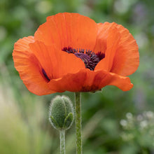 Load image into Gallery viewer, OpenPlantData Papaver orientale Beauty of Livermere