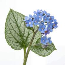 Load image into Gallery viewer, OpenPlantData Brunnera Jack Frost