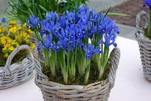 Load image into Gallery viewer, Iris Botanical - Reticulata Alida 60596105