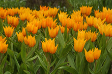 Load image into Gallery viewer, Tulip Specialty Praestans Shogun 87547910