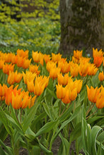 Load image into Gallery viewer, Tulip Specialty Praestans Shogun 87547910