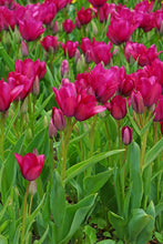 Load image into Gallery viewer, Tulip Multi-Flowering Night Club 23527212