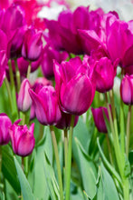 Load image into Gallery viewer, Tulip Multi-Flowering Night Club 23527212