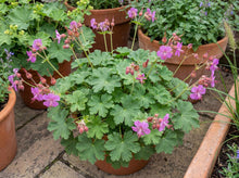 Load image into Gallery viewer, OpenPlantData Geranium BeePub