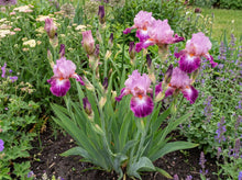 Load image into Gallery viewer, OpenPlantData Iris Autumn Rose